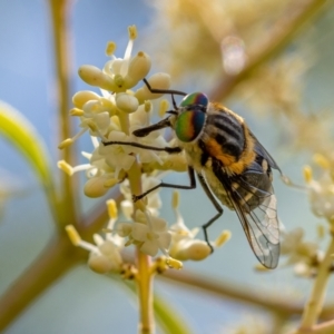 Scaptia (Scaptia) auriflua at Ainslie, ACT - 14 Jan 2021