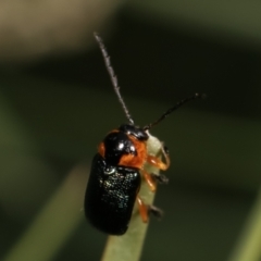 Aporocera sp. (genus) (Unidentified Aporocera leaf beetle) at Melba, ACT - 2 Jan 2021 by kasiaaus