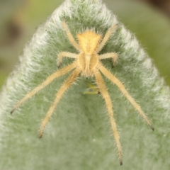 Sidymella hirsuta (Hairy crab spider) at Melba, ACT - 2 Jan 2021 by kasiaaus