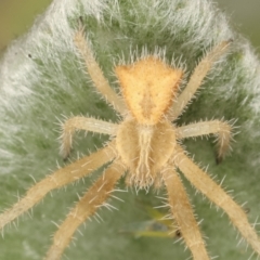 Sidymella hirsuta at Melba, ACT - 2 Jan 2021