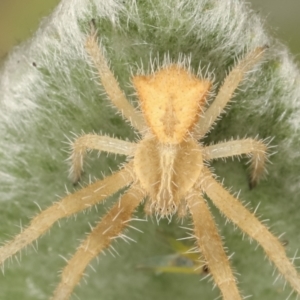 Sidymella hirsuta at Melba, ACT - 2 Jan 2021