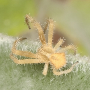 Sidymella hirsuta at Melba, ACT - 2 Jan 2021