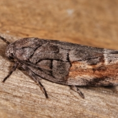 Illidgea epigramma at Melba, ACT - 2 Jan 2021