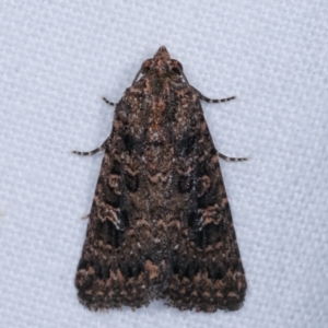 Hypoperigea tonsa at Melba, ACT - 2 Jan 2021 10:21 PM