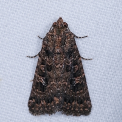 Hypoperigea tonsa (A noctuid moth) at Melba, ACT - 2 Jan 2021 by kasiaaus