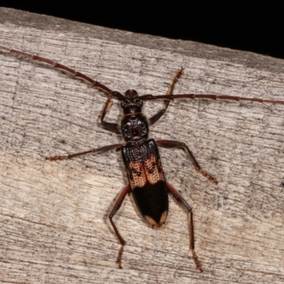 Phoracantha semipunctata (Common Eucalypt Longicorn) at Melba, ACT - 2 Jan 2021 by kasiaaus