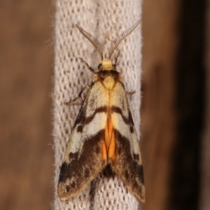 Anestia (genus) at Melba, ACT - 2 Jan 2021 11:53 PM