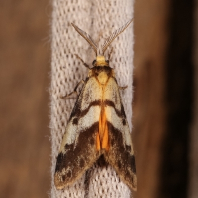Anestia (genus) (A tiger moth) at Melba, ACT - 2 Jan 2021 by kasiaaus