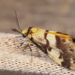 Anestia (genus) at Melba, ACT - 2 Jan 2021 11:53 PM