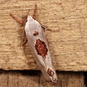 Tymbophora peltastis at Melba, ACT - 3 Jan 2021