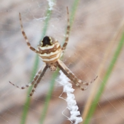 Argiope sp. (genus) (A St. Andrew's cross spider) at Holt, ACT - 13 Jan 2021 by tpreston