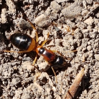 Camponotus consobrinus (Banded sugar ant) at Aranda Bushland - 13 Jan 2021 by trevorpreston