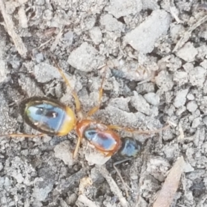 Camponotus consobrinus at Holt, ACT - 14 Jan 2021