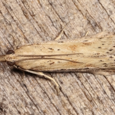 Faveria tritalis (Couchgrass Webworm) at Melba, ACT - 2 Jan 2021 by kasiaaus