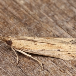 Faveria tritalis at Melba, ACT - 3 Jan 2021 12:15 AM