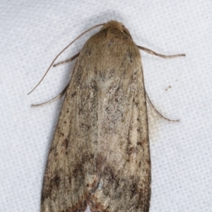 Helicoverpa (genus) at Melba, ACT - 2 Jan 2021 11:45 PM