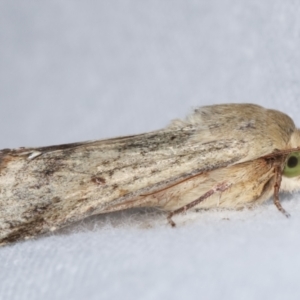 Helicoverpa (genus) at Melba, ACT - 2 Jan 2021