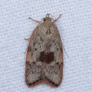 Garrha phoenopis at Melba, ACT - 3 Jan 2021 10:10 PM