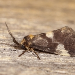 Anestia (genus) at Melba, ACT - 3 Jan 2021 10:13 PM