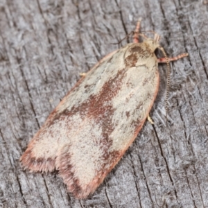 Garrha phoenopis at Melba, ACT - 3 Jan 2021