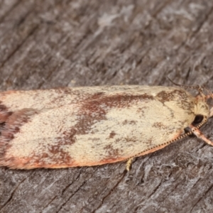 Garrha phoenopis at Melba, ACT - 3 Jan 2021