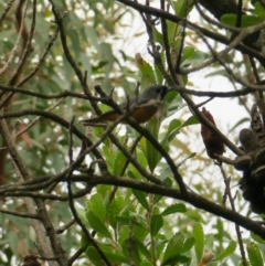 Monarcha melanopsis (Black-faced Monarch) at Yadboro, NSW - 9 Jan 2021 by Gee