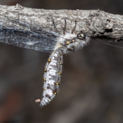 Pilacmonotus sabulosus (Owlfly) at Bruce, ACT - 13 Jan 2021 by Roger