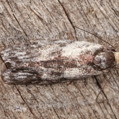 Phylomictis maligna (A Stenomatinae moth) at Melba, ACT - 3 Jan 2021 by kasiaaus
