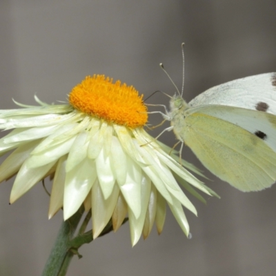 Pieris rapae (Cabbage White) at ANBG - 6 Jan 2021 by TimL