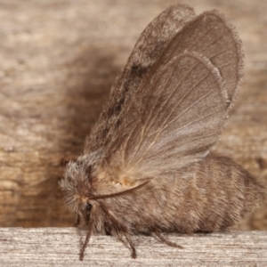 Pernattia pusilla at Melba, ACT - 3 Jan 2021 10:41 PM