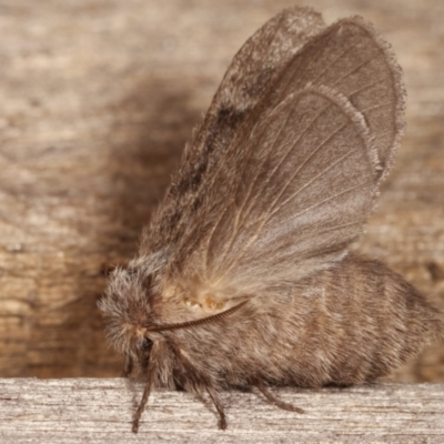 Pernattia pusilla (She-Oak Moth) at Melba, ACT - 3 Jan 2021 by kasiaaus