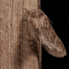 Pernattia pusilla at Melba, ACT - 3 Jan 2021 10:41 PM