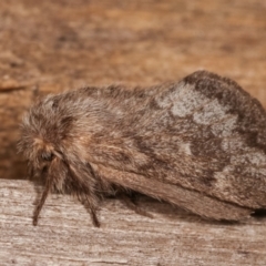 Pernattia pusilla at Melba, ACT - 3 Jan 2021 10:41 PM