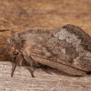 Pernattia pusilla at Melba, ACT - 3 Jan 2021