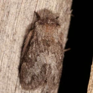 Pernattia pusilla at Melba, ACT - 3 Jan 2021