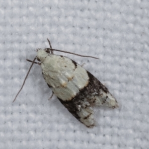 Tracholena sulfurosa at Melba, ACT - 3 Jan 2021 10:20 PM