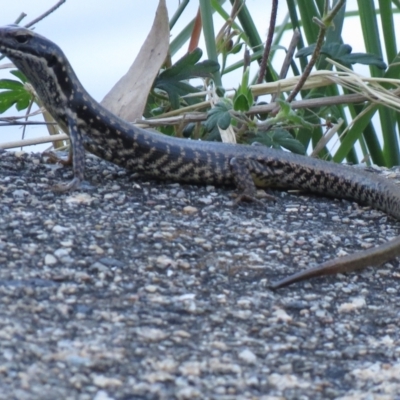 Eulamprus heatwolei (Yellow-bellied Water Skink) at Cotter River, ACT - 14 Jan 2021 by SandraH