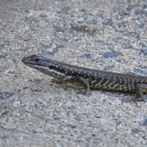 Eulamprus heatwolei at Cotter River, ACT - 14 Jan 2021