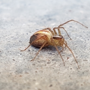 Oxyopes sp. (genus) at Holt, ACT - suppressed