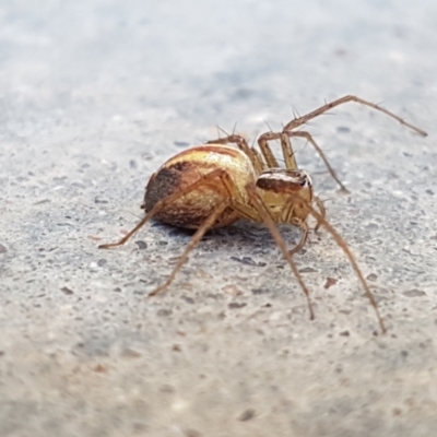 Oxyopes sp. (genus) (Lynx spider) at Holt, ACT - 14 Jan 2021 by tpreston