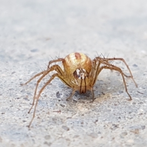 Oxyopes sp. (genus) at Holt, ACT - suppressed
