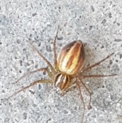 Oxyopes sp. (genus) at Holt, ACT - suppressed