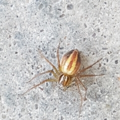 Oxyopes sp. (genus) at Holt, ACT - suppressed
