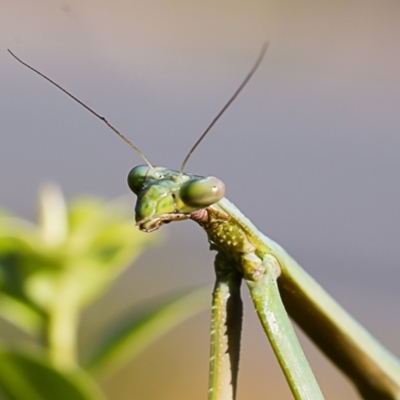 Pseudomantis albofimbriata (False garden mantis) at Forde, ACT - 14 Jan 2021 by dannymccreadie