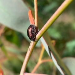 Edusella sp. (genus) (A leaf beetle) at Murrumbateman, NSW - 21 Nov 2020 by SimoneC