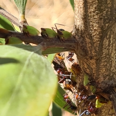 Sextius virescens (Acacia horned treehopper) at National Arboretum Woodland - 13 Jan 2021 by galah681