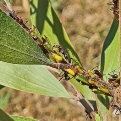 Sextius virescens at National Arboretum Woodland - 14 Jan 2021