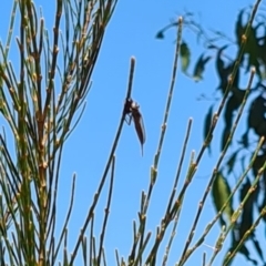 Unverified Wasp (Hymenoptera, Apocrita) at National Arboretum Woodland - 14 Jan 2021 by galah681
