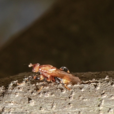 Tapeigaster argyrospila (Fungus fly) at Macgregor, ACT - 14 Jan 2021 by Roger