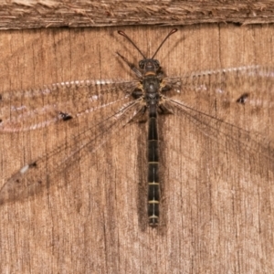 Bandidus canifrons at Melba, ACT - 3 Jan 2021 10:33 PM